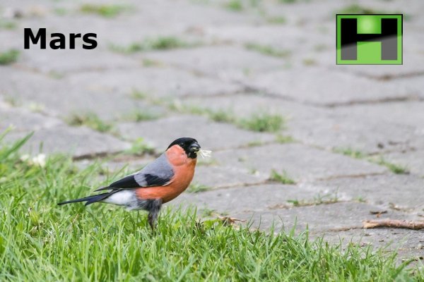 Trädgårdskalendern för Mars